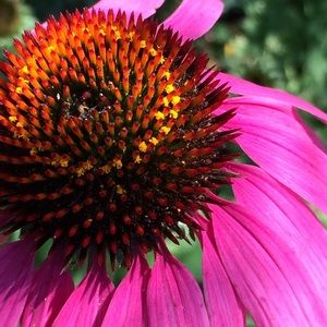 Meet your Posher, Suzanne